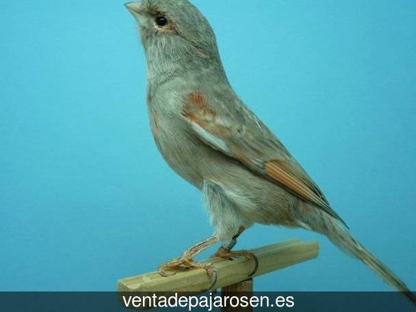 Cria de canarios en casa Vistabella?